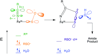 Graphical abstract: Spectroscopic and computational studies of nitrile hydratase: insights into geometric and electronic structure and the mechanism of amide synthesis