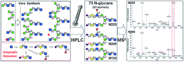 Graphical abstract: Efficient chemoenzymatic synthesis of an N-glycan isomer library