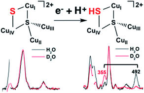 Graphical abstract: Protonation state of the Cu4S2 CuZ site in nitrous oxide reductase: redox dependence and insight into reactivity