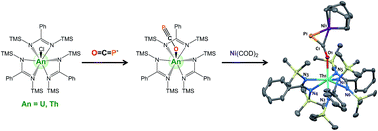 Graphical abstract: Uranium and thorium complexes of the phosphaethynolate ion