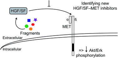 Graphical abstract: Exploring the chemical space of the lysine-binding pocket of the first kringle domain of hepatocyte growth factor/scatter factor (HGF/SF) yields a new class of inhibitors of HGF/SF-MET binding