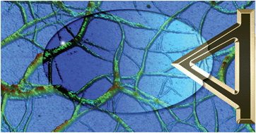 Graphical abstract: Investigating hydrogel formation using in situ variable-temperature scanning probe microscopy