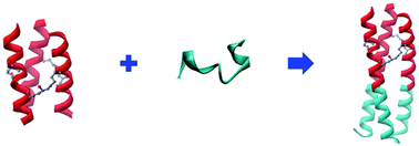 Graphical abstract: De novo design of isopeptide bond-tethered triple-stranded coiled coils with exceptional resistance to unfolding and proteolysis: implication for developing antiviral therapeutics