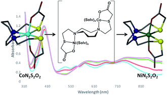 Graphical abstract: The ligand unwrapping/rewrapping pathway that exchanges metals in S-acetylated, hexacoordinate N2S2O2 complexes