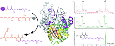 Graphical abstract: Structural basis of head to head polyketide fusion by CorB