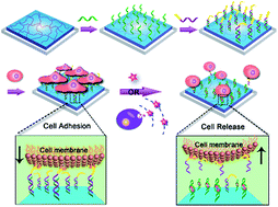 Graphical abstract: Endogenous signalling control of cell adhesion by using aptamer functionalized biocompatible hydrogel