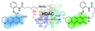 Graphical abstract: Real-time detection of histone deacetylase activity with a small molecule fluorescent and spectrophotometric probe