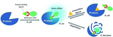 Graphical abstract: Protein sensing in living cells by molecular rotor-based fluorescence-switchable chemical probes