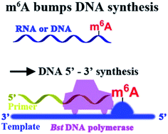 Graphical abstract: N 6-Methyladenine hinders RNA- and DNA-directed DNA synthesis: application in human rRNA methylation analysis of clinical specimens
