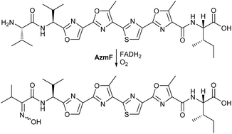 Graphical abstract: Unique post-translational oxime formation in the biosynthesis of the azolemycin complex of novel ribosomal peptides from Streptomyces sp. FXJ1.264