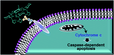 Graphical abstract: Synthetic aminopyrrolic receptors have apoptosis inducing activity