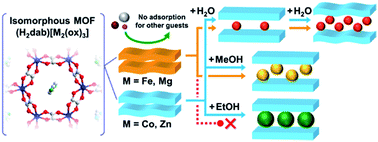 Graphical abstract: A significant change in selective adsorption behaviour for ethanol by flexibility control through the type of central metals in a metal–organic framework