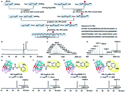 Graphical abstract: Total chemical synthesis of photoactivatable proteins for light-controlled manipulation of antigen–antibody interactions