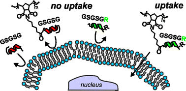 Graphical abstract: Activating peptides for cellular uptake via polymerization into high density brushes