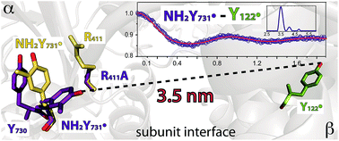 Graphical abstract: Radical transfer in E. coli ribonucleotide reductase: a NH2Y731/R411A-α mutant unmasks a new conformation of the pathway residue 731