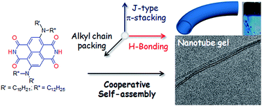 Graphical abstract: Cooperative supramolecular polymerization of an amine-substituted naphthalene-diimide and its impact on excited state photophysical properties