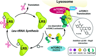Graphical abstract: β-Turn mimetic-based stabilizers of protein–protein interactions for the study of the non-canonical roles of leucyl-tRNA synthetase