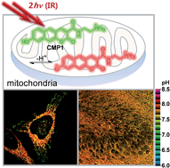 Graphical abstract: A ratiometric two-photon probe for quantitative imaging of mitochondrial pH values