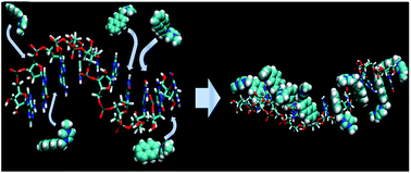 Graphical abstract: Violation of DNA neighbor exclusion principle in RNA recognition