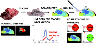 Graphical abstract: Wide-field tissue polarimetry allows efficient localized mass spectrometry imaging of biological tissues