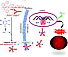 Graphical abstract: Delivering the cell-impermeable DNA ‘light-switching’ Ru(ii) complexes preferentially into live-cell nucleus via an unprecedented ion-pairing method