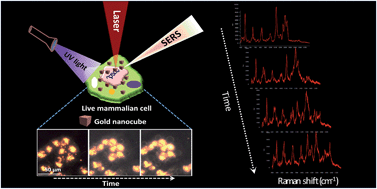 Graphical abstract: Elucidation of ultraviolet radiation-induced cell responses and intracellular biomolecular dynamics in mammalian cells using surface-enhanced Raman spectroscopy