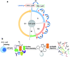 Graphical abstract: Systematic study of the dynamics and half-lives of newly synthesized proteins in human cells