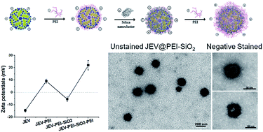 Graphical abstract: Robust vaccine formulation produced by assembling a hybrid coating of polyethyleneimine–silica