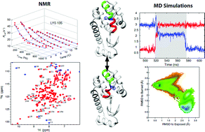 Graphical abstract: Atomistic picture of conformational exchange in a T4 lysozyme cavity mutant: an experiment-guided molecular dynamics study