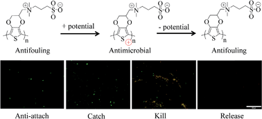Graphical abstract: Electroactive poly(sulfobetaine-3,4-ethylenedioxythiophene) (PSBEDOT) with controllable antifouling and antimicrobial properties