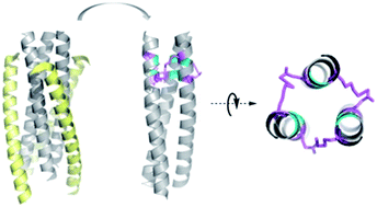 Graphical abstract: An effective strategy for recapitulating N-terminal heptad repeat trimers in enveloped virus surface glycoproteins for therapeutic applications