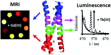 Graphical abstract: Location dependent coordination chemistry and MRI relaxivity, in de novo designed lanthanide coiled coils