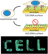 Graphical abstract: DNA orientation-specific adhesion and patterning of living mammalian cells on self-assembled DNA monolayers