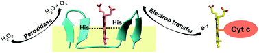 Graphical abstract: Designed multi-stranded heme binding β-sheet peptides in membrane