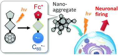 Graphical abstract: Optical control of neuronal firing via photoinduced electron transfer in donor–acceptor conjugates