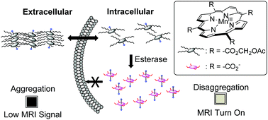 Graphical abstract: An enzyme-activatable and cell-permeable MnIII-porphyrin as a highly efficient T1 MRI contrast agent for cell labeling