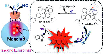 Graphical abstract: Engineering a nanolab for the determination of lysosomal nitric oxide by the rational design of a pH-activatable fluorescent probe