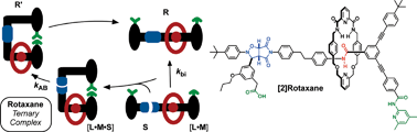 Graphical abstract: Exploiting recognition-mediated assembly and reactivity in [2]rotaxane formation