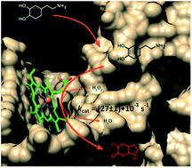 Graphical abstract: Rational design of supramolecular hemin/G-quadruplex–dopamine aptamer nucleoapzyme systems with superior catalytic performance