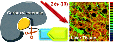 Graphical abstract: A carboxylesterase-selective ratiometric fluorescent two-photon probe and its application to hepatocytes and liver tissues