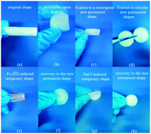 Graphical abstract: Dual-responsive shape memory hydrogels with novel thermoplasticity based on a hydrophobically modified polyampholyte