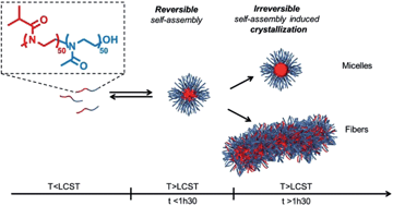 Graphical abstract: Crystallisation-driven self-assembly of poly(2-isopropyl-2-oxazoline)-block-poly(2-methyl-2-oxazoline) above the LCST