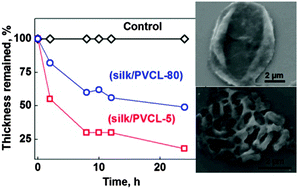 Graphical abstract: Tuning assembly and enzymatic degradation of silk/poly(N-vinylcaprolactam) multilayers via molecular weight and hydrophobicity