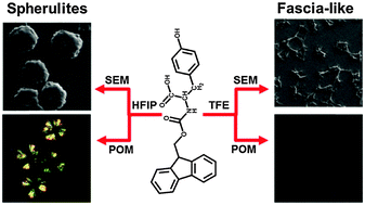 Graphical abstract: “Cross-linked fibrous” spherulites formed from a low molecular weight compound, Fmoc-functionalized phenolic amino acid