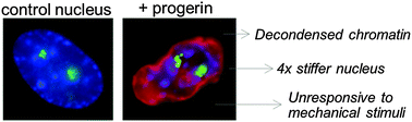 Graphical abstract: Nuclear stiffening and chromatin softening with progerin expression leads to an attenuated nuclear response to force