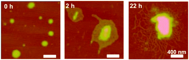 Graphical abstract: Local de-condensation of double-stranded DNA in oppositely charged polyelectrolyte as induced by spermidine