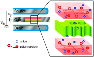 Graphical abstract: ‘Soft’ amplifier circuits based on field-effect ionic transistors