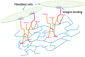 Graphical abstract: Arginine–glycine–aspartic acid functional branched semi-interpenetrating hydrogels