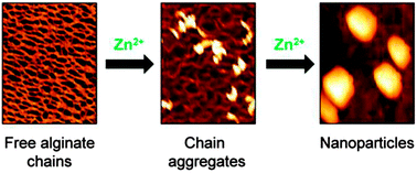 Graphical abstract: Formulation and preparation of stable cross-linked alginate–zinc nanoparticles in the presence of a monovalent salt