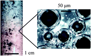 Graphical abstract: Aqueous foams stabilized by chitin nanocrystals